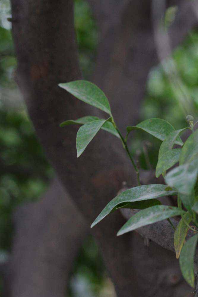              Shade leaves (Riverside, CA)       